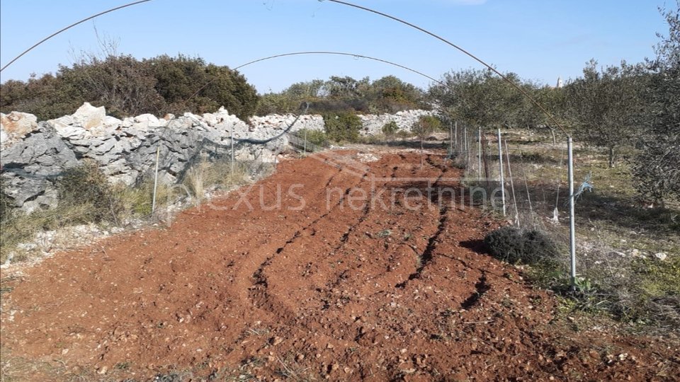 Poljoprivredno zemljište - uređeni maslinik: Šolta, Gornje Selo, 2635 m2